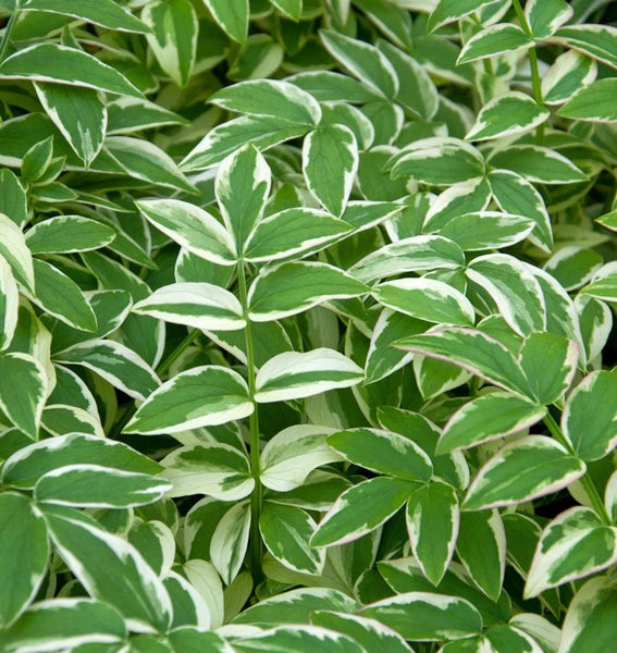 Immergrünes Geissblatt mit grün-weissen Blättern.