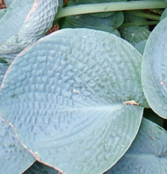 Nahaufnahme von Hosta Blättern