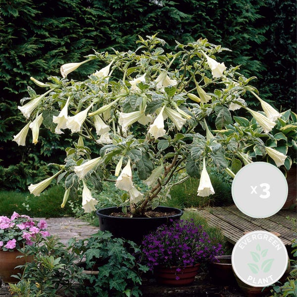 3x Brugmansia Mix – Engelstrompete – Kübelpflanze – Immergrün – ⌀9 cm - ↕25-30 cm