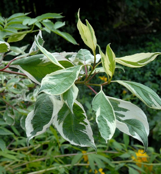 Blätter der Sorte Cornus alba Elegantissima