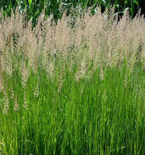 Hohes Ziergras mit grünen Halmen und hellen Blütenständen im Garten.
