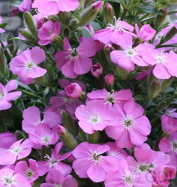 Nahaufnahme einer Gruppe von rosafarbenen Kuckuckslichtnelken