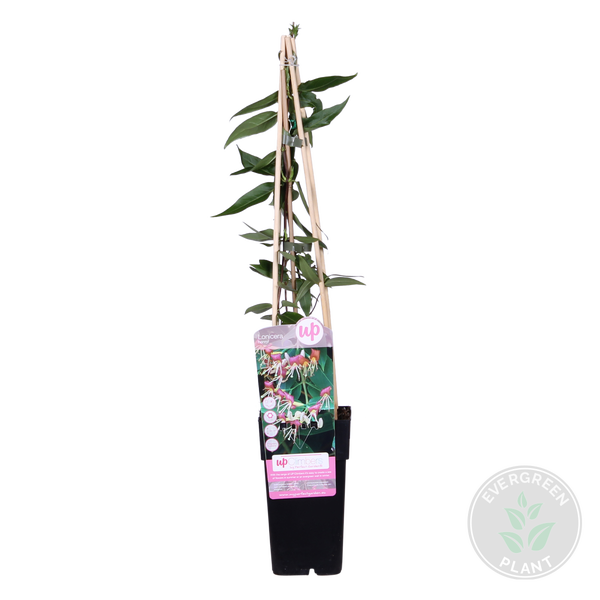 Bloomique - Lonicera Henryi - Geißblatt - Orange, Rot - Kletterpflanzen - Gartenpflanzen - Winterhart - Immergrün - 50-70 cm Hoch - Topf 15 cm