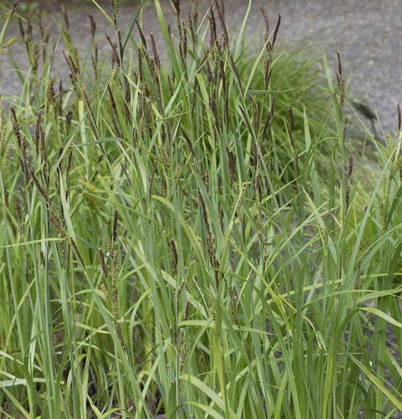 Büschel von Garten-Seggen-Pflanzen mit langen grünen Blättern und braunen Blütenständen