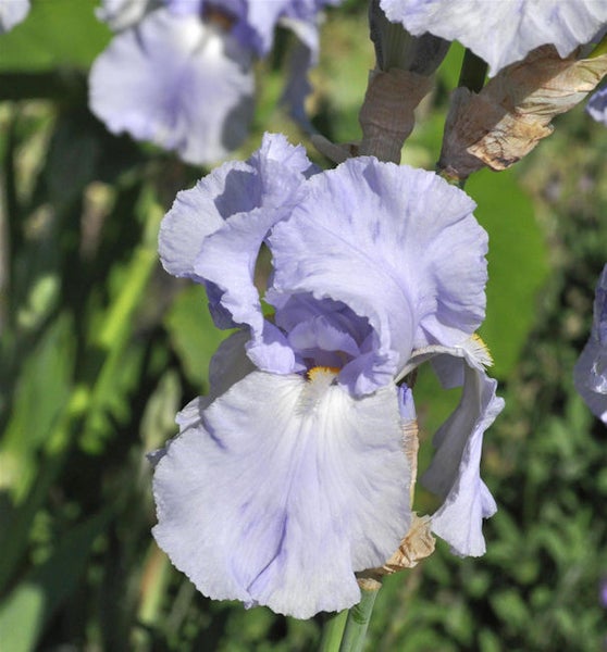 Nahaufnahme einer blauen Schwertlilienblüte im Garten.
