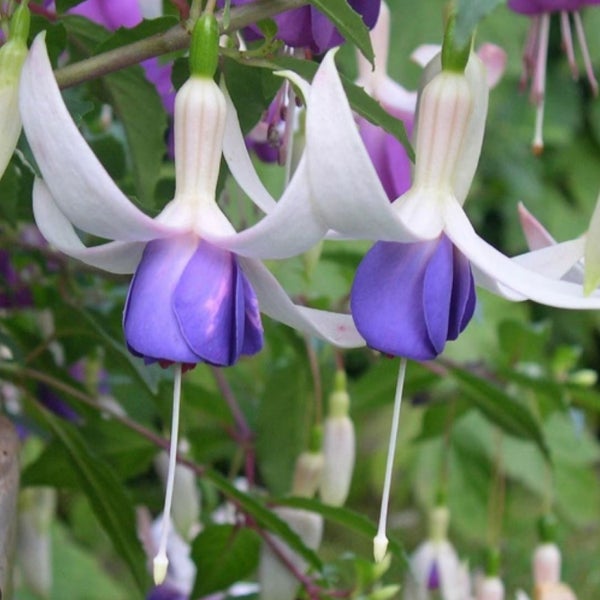 Bloomique - 3er-Set - Fuchsia Delta Sarah - Glockenpflanze - Gartenpflanzen - Winterhart - ⌀9 cm - 15-25 cm