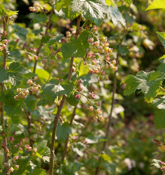 Johannisbeerstrauch mit Blättern und Blüten