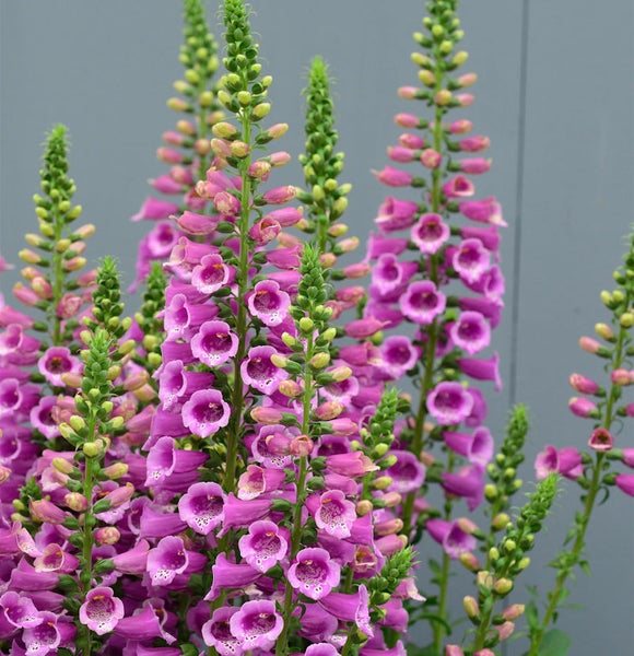 Blühender Fingerhut im Garten