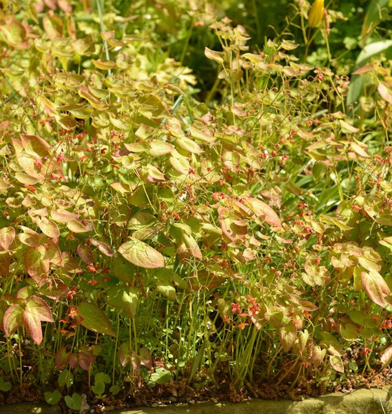 Elfenblume im Gartenbeet