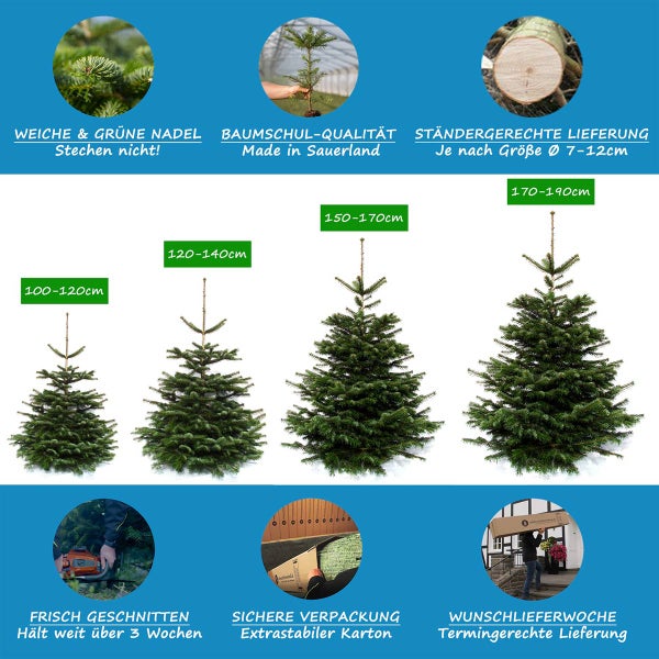 Verschiedene Größen von Nordmanntannen mit Informationen zu Nadeln, Qualität, Lieferung und Frische