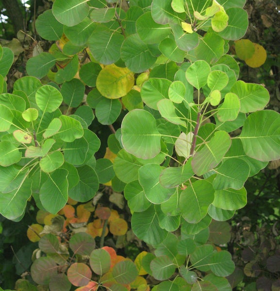 Nahaufnahme eines Perückenstrauchs mit runden Blättern