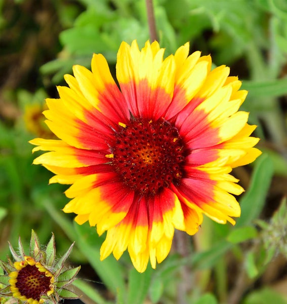 Gaillardia mit roten und gelben Blütenblättern
