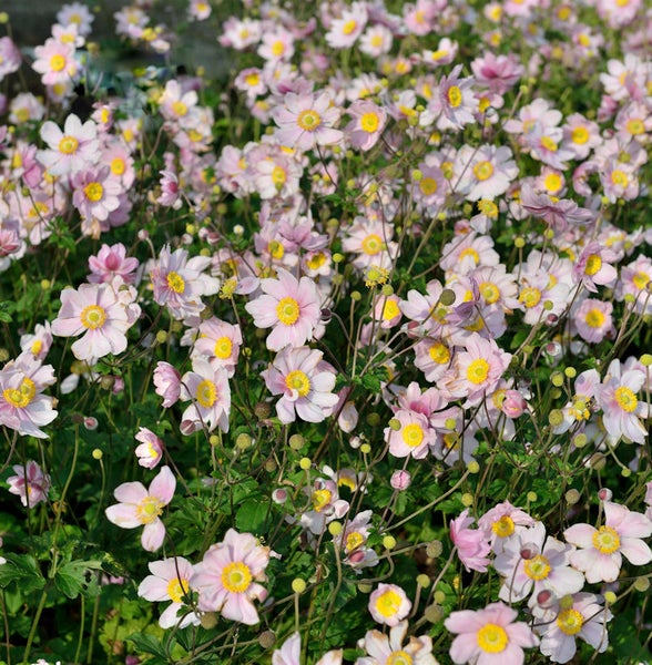 Feld von rosa blühenden Herbst-Anemonen im Garten.