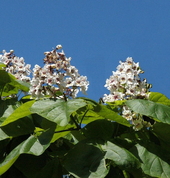 Blühender Trompetenbaum mit grünen Blättern vor blauem Himmel
