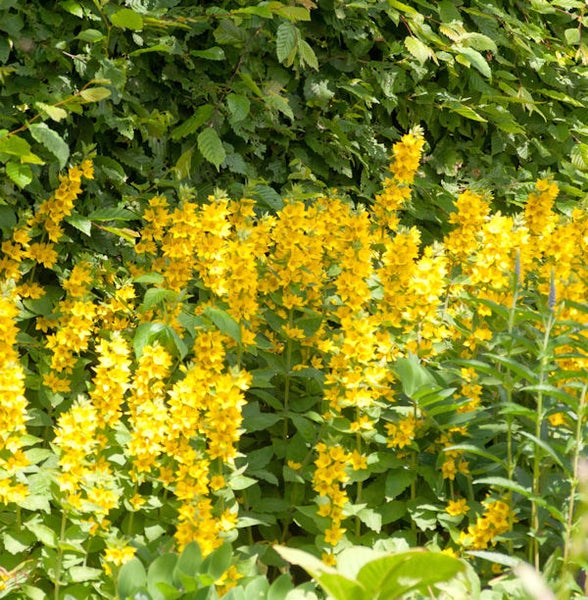 Gelbe Lysimachia vulgaris Blumen im Garten