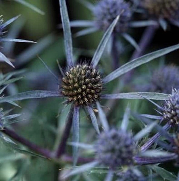 Nahaufnahme einer Mannstreu Pflanze im Garten.