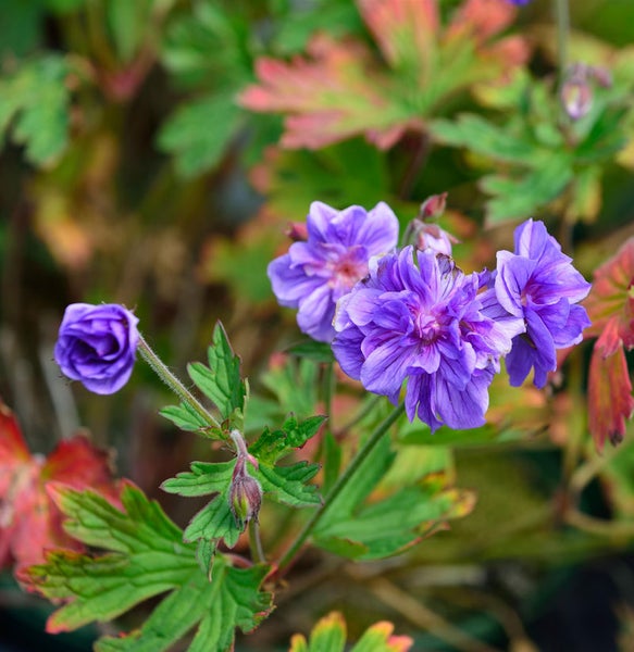 Blüte der Sorte Storchschnabel