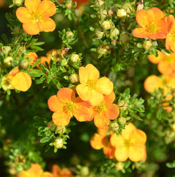 Blühender Fingerstrauch mit gelb-orangenen Blüten