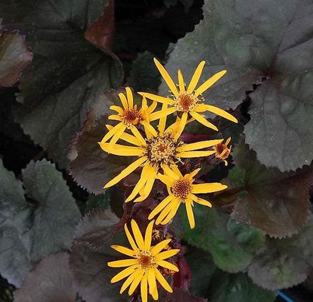 Foto der Gelben Garten-Goldkolbenblume mit dunklem Laub.