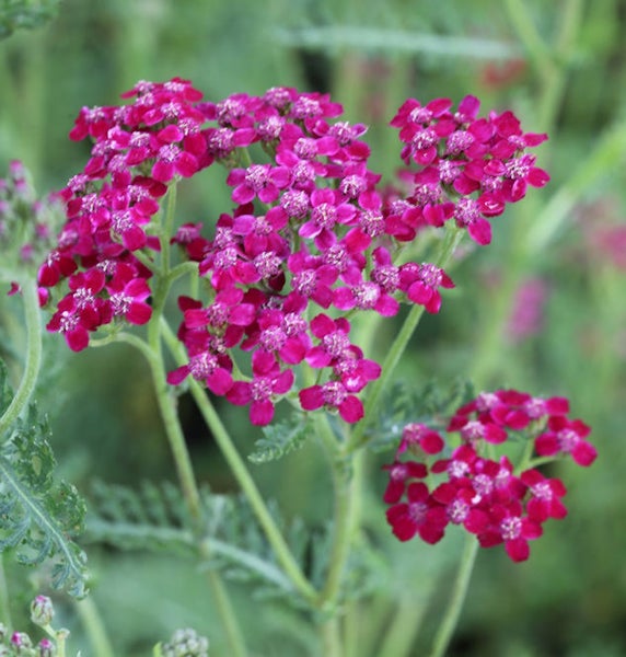 Nahaufnahme von Schafgarbenblüten