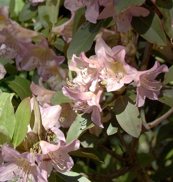 Nahaufnahme von Rhododendronblüten