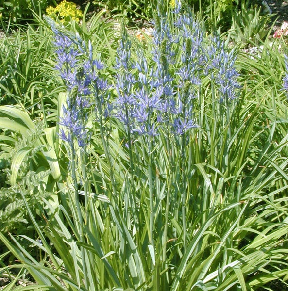 Nahaufnahme von Prärielilien mit Blüten