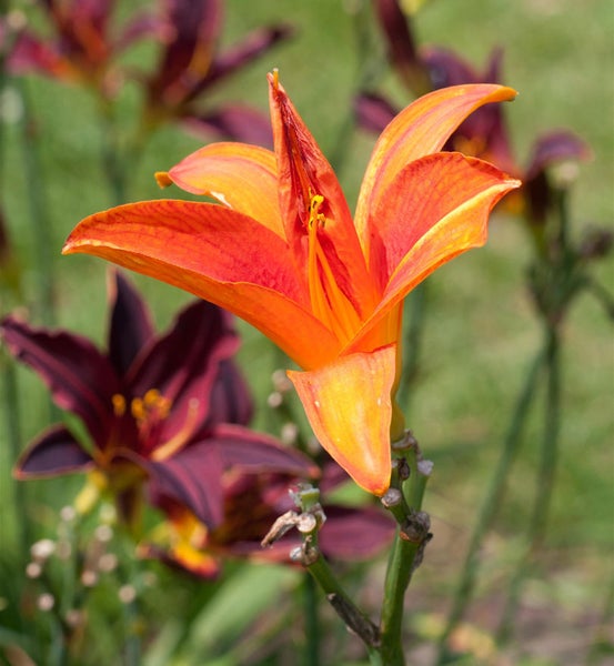Nahaufnahme einer orangefarbenen Taglilienblüte im Garten.