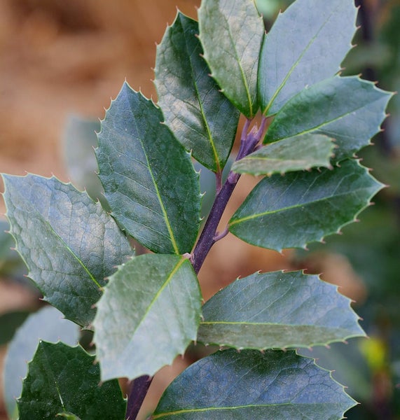 Nahaufnahme eines Zweigs mit Stechpalmenblättern