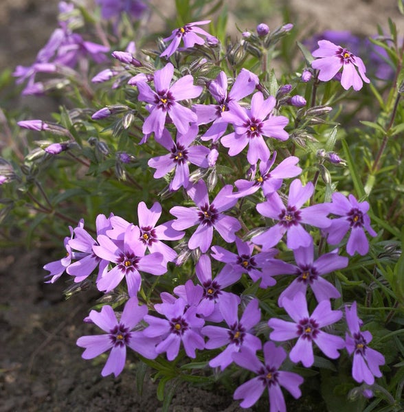 Blütenpolster-Phlox mit kleinen, violetten Blüten