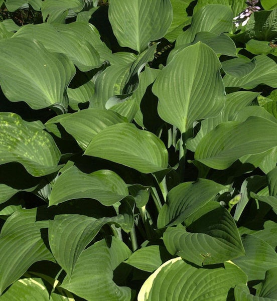 Nahaufnahme einer Gruppe von Funkienpflanzen mit großen Blättern