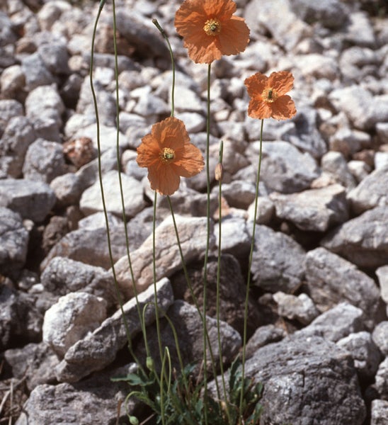 Mohnblumen vor Steinen