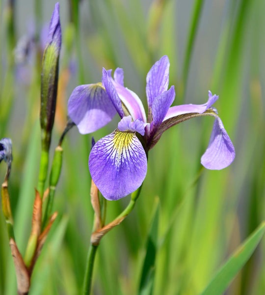 Nahaufnahme einer blauen Schwertlilie im Garten