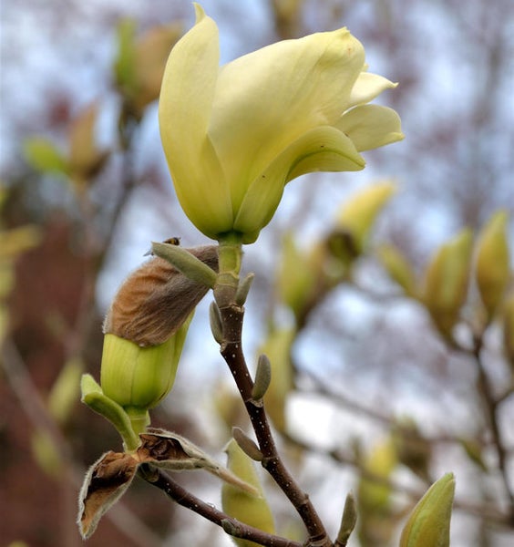 Nahaufnahme einer gelben Magnolienblüte an einem Zweig