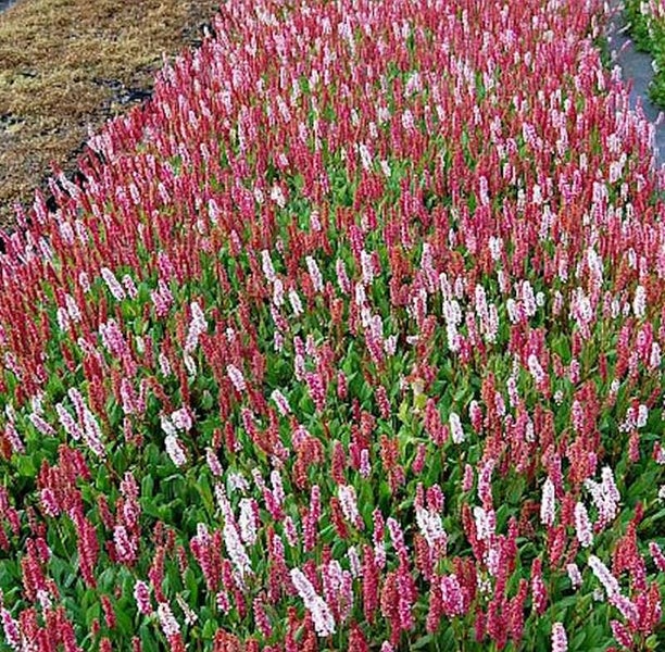 Feld mit Bodendeckerpflanzenknöterich im Garten