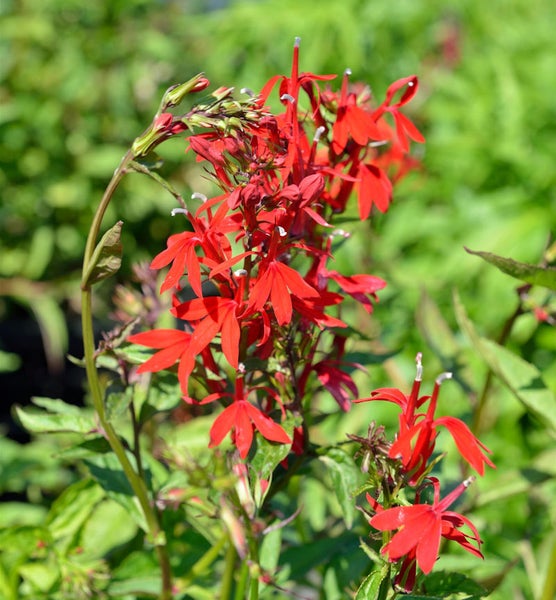 Scharlach-Lobelie im Garten
