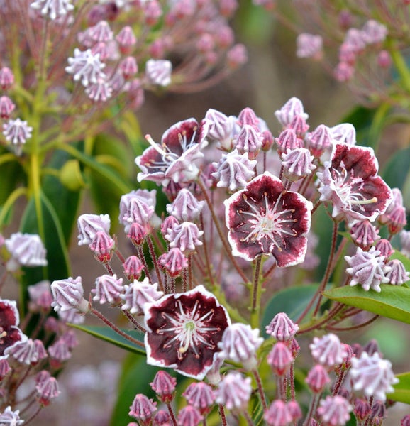 Blühender Rhododendron mit Blüten und Knospen im Detail.