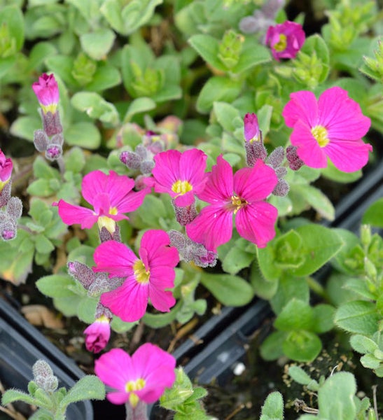 Aubrieta Pflanze mit pinkfarbenen Blüten und grünen Blättern