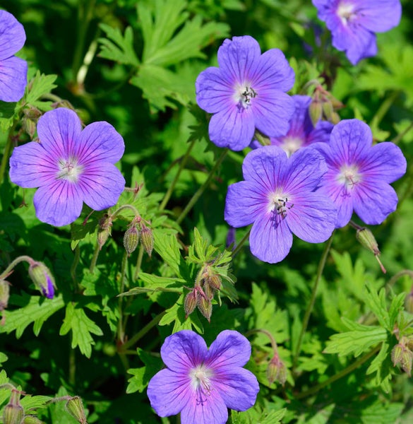 Nahaufnahme von lila Storchschnabelblüten mit grünen Blättern