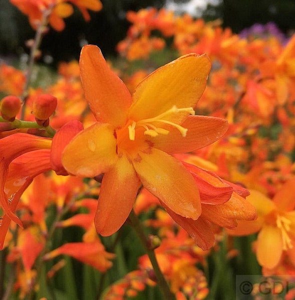 Nahaufnahme von Crocosmia-Blüten im Garten