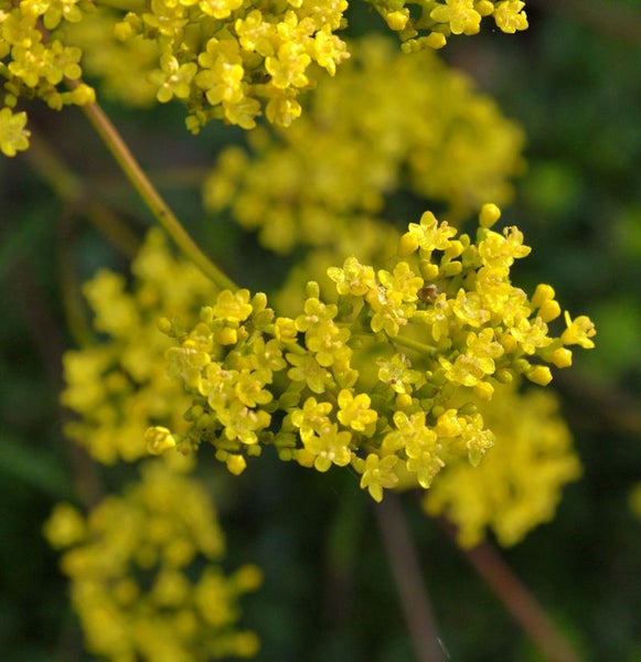 Nahaufnahme von gelben Blütenständen