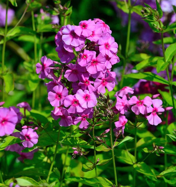 Nahaufnahme von Flammenblumen mit grünen Blättern