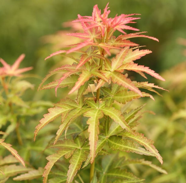 Nahaufnahme eines Fächerahorns