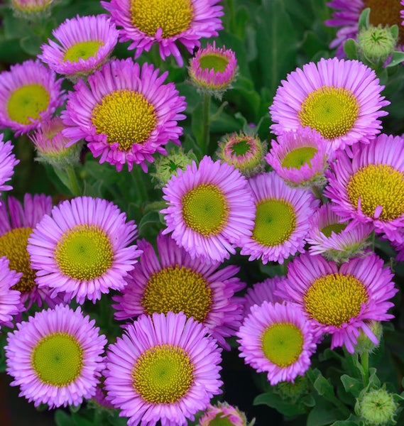 Nahaufnahme von rosa Gänseblümchen mit gelben Blütenkörbchen