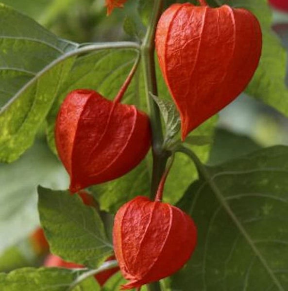 Lampionblume mit roter Blütenhülle und grünen Blättern
