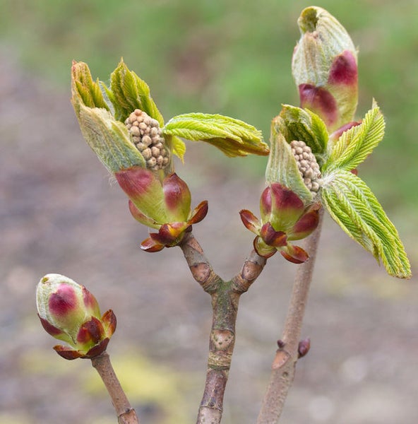 Rosskastanienbaumzweig mit austreibenden Knospen