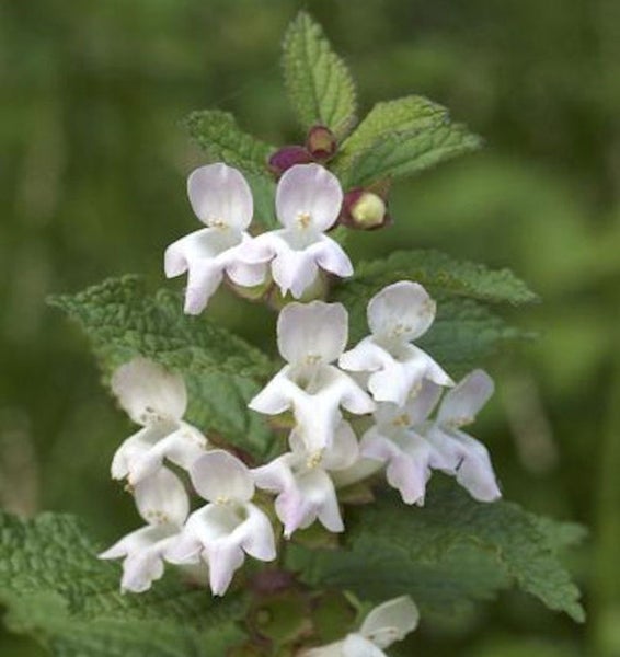 Nahaufnahme von blühender Kriechender Günsel Pflanze