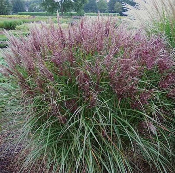 Chinaschilf mit Blütenstand im Garten