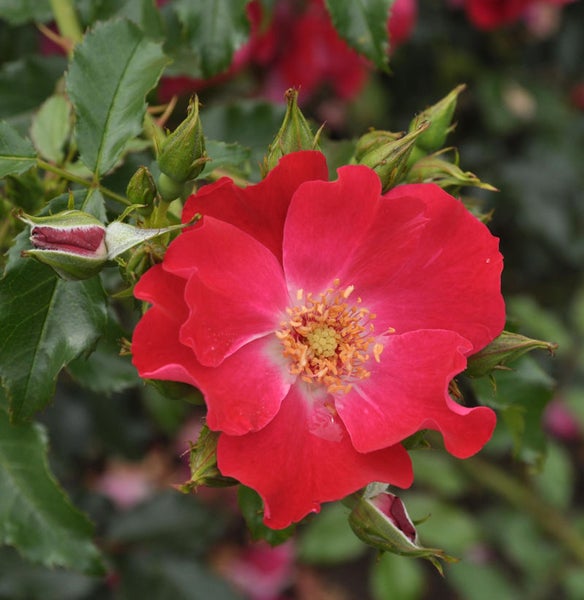 Nahaufnahme einer roten Rose mit Blütenknospen und grünen Blättern