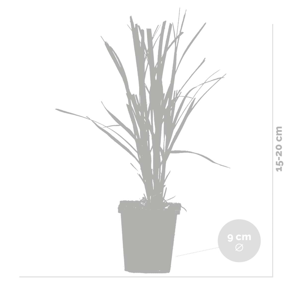 Bloomique - 6er-Mix - 3x Rosa - 3x Weiß - Pampasgras - Ziergräser - Winterhart - ⌀9 cm - 15-20 cm