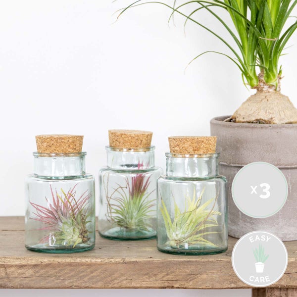 Drei Pflanzen in Glasbehältern mit Korkenverschluss